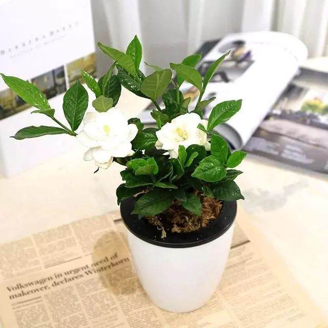 赶紧给这绿萝花换土吧 否则不仅不开花