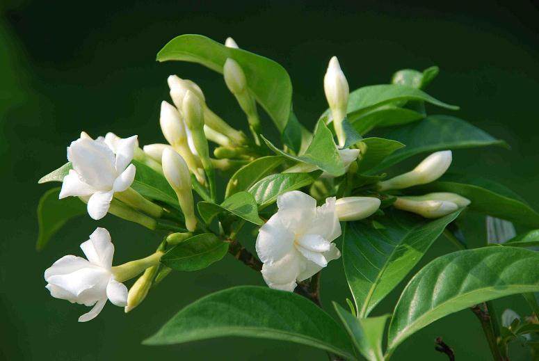 栀子花盆栽的换盆步骤