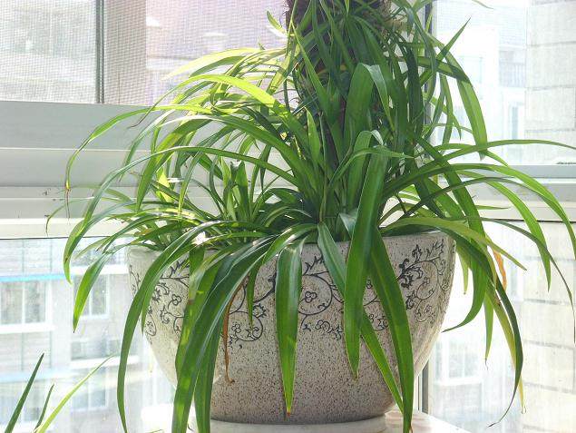 吊兰盆栽换盆之后 根壮得像萝卜