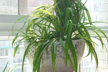 吊兰盆栽换盆之后 根壮得像萝卜 图片