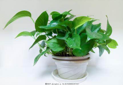 绿萝盆栽换盆 不出1个月又爆盆