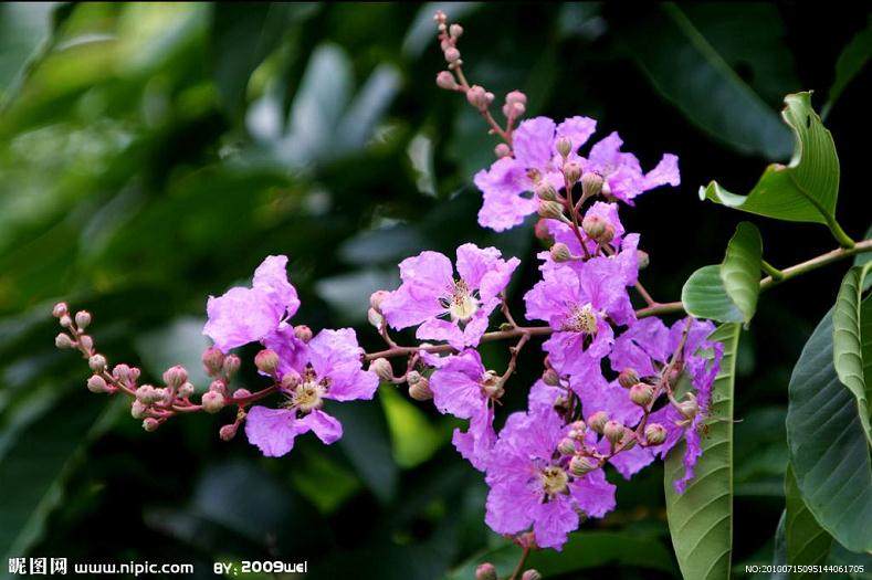 丁香花的修剪以及换土应该如何进行？