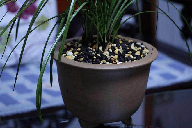 给兰花换盆换土有诀窍 简单3个步骤,轻松搞定!
