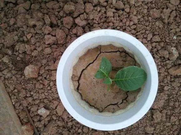 花卉土壤板结别浇水 教你一招 不用换土轻松解决