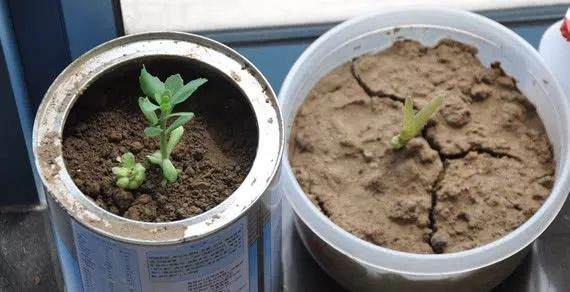 花卉土壤板结别浇水 教你1招 不用换土轻松解决
