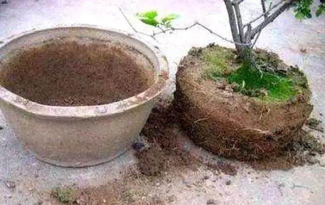 冬天花卉土壤结块 万万别敲碎换土