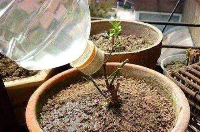 冬天花卉土壤结块 万万别敲碎换土