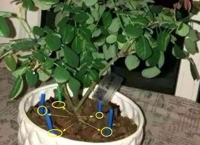 冬天花卉土壤结块 万万别敲碎换土 图片