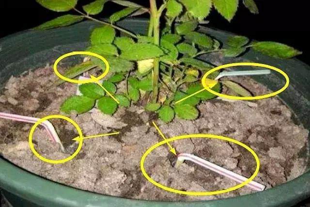 冬天花卉土壤结块 万万别敲碎换土