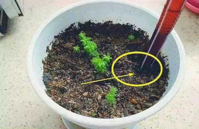 冬天花卉土壤结块 万万别敲碎换土 图片