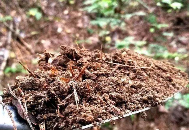 兰花什么季节换土?季节很重要