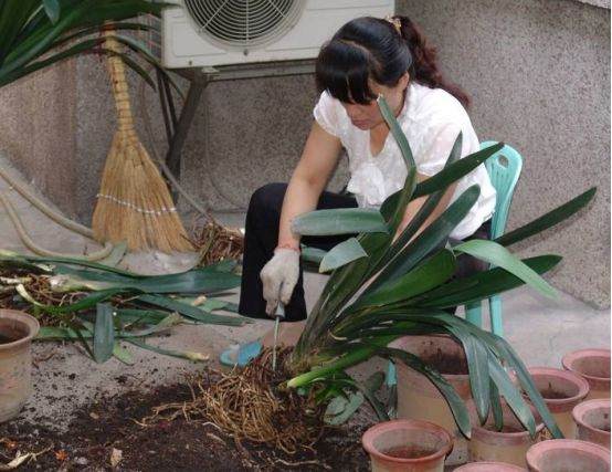 立冬近了 这3种花卉趁冬季来临换盆换土