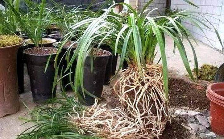 盆里面的土结了硬块 只需要一招 不换土 还能让花长得更好