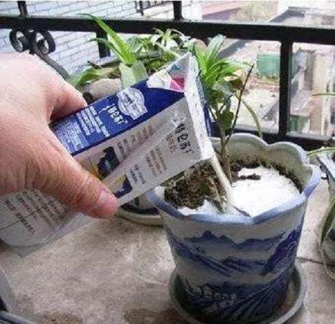 盆土板结别急 花盆里滴点牛奶 花草疯长易爆盆