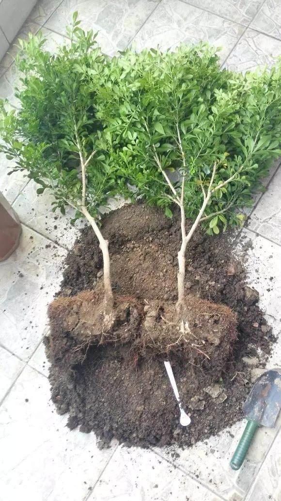 怎么样让花卉旧土变新土?学会这3招 就能搞