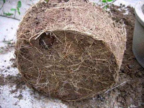 怎么样让花卉旧土变新土?学会这3招 就能搞