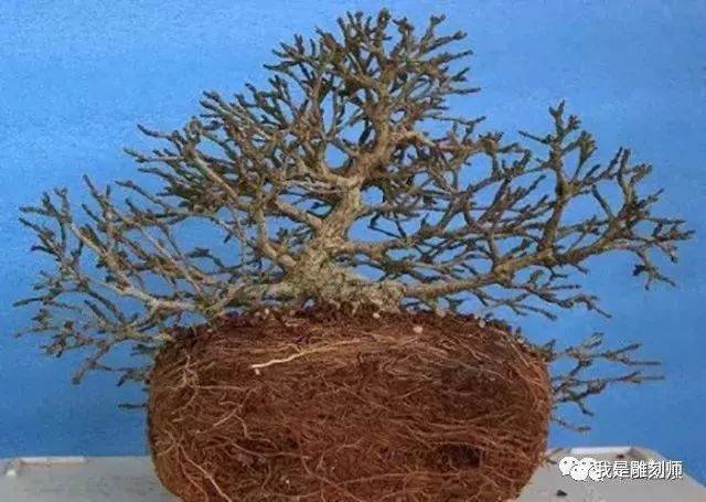 图解 用10幅图 演示盆景换盆的全过程