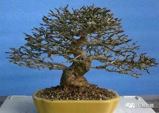 图解 用10幅图 演示盆景换盆的全过程