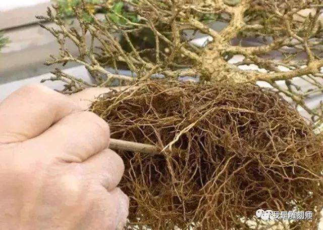 图解 用10幅图 演示盆景换盆的全过程