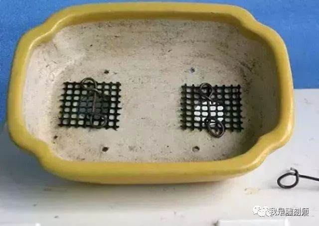 图解 盆景怎么换盆的10个过程