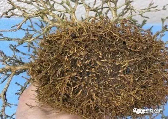 图解 用10幅图 演示盆景换盆的全过程