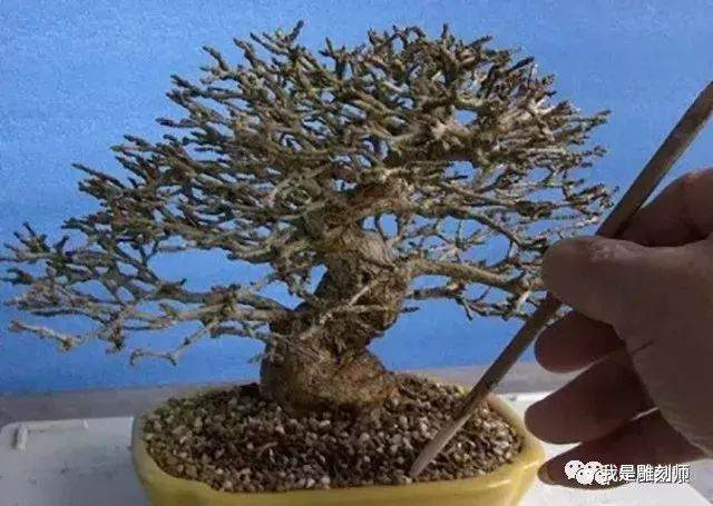 图解 盆景怎么换盆的10个过程