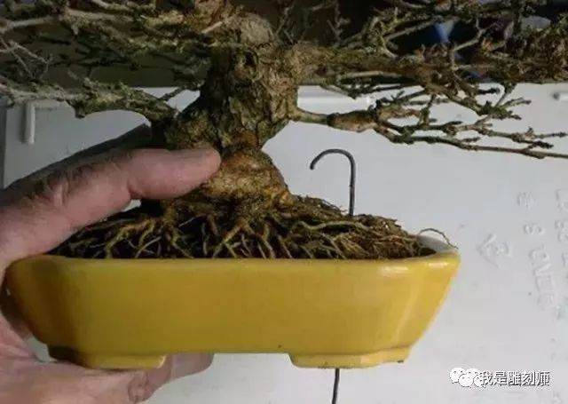 图解 盆景怎么换盆的10个过程