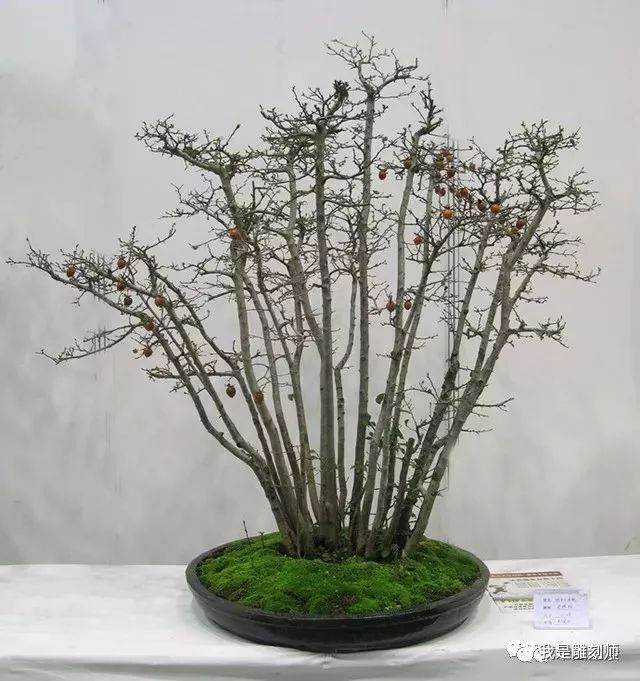 如何在最好进行盆景翻盆时候进行换土?