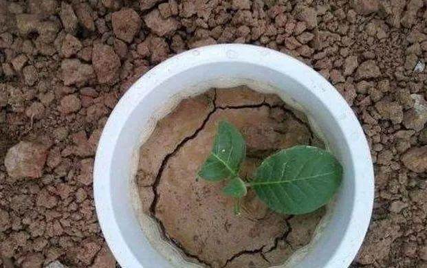 花卉土板结硬的像石头?很容易烂根黄叶 怎么办?