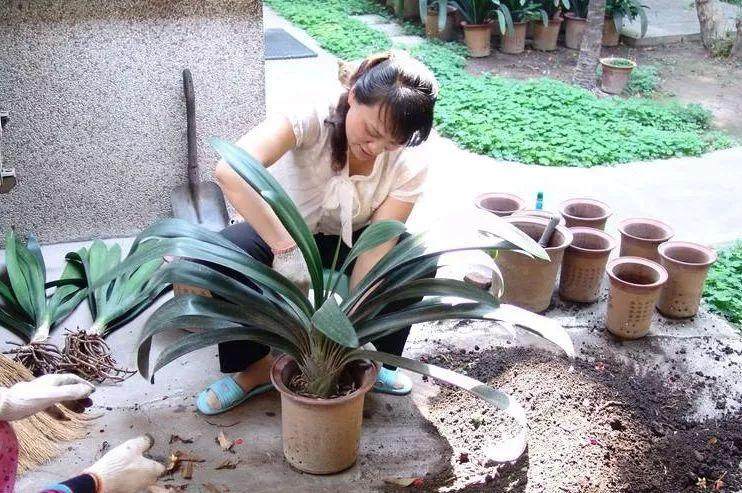 花卉土板结硬的像石头?很容易烂根黄叶 怎么办?