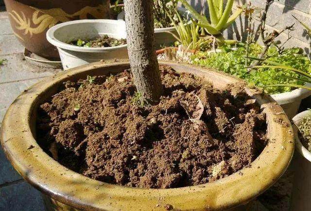 只要一招就能轻松解决花卉盆土板结的问题