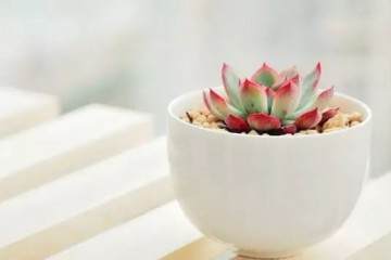 多肉怎么换土需要注意的4个问题 图片