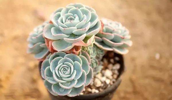 多肉植物需要换土吗？多久换一次呢？