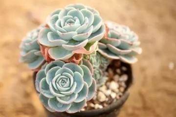 多肉植物需要换土吗 多久换一次呢