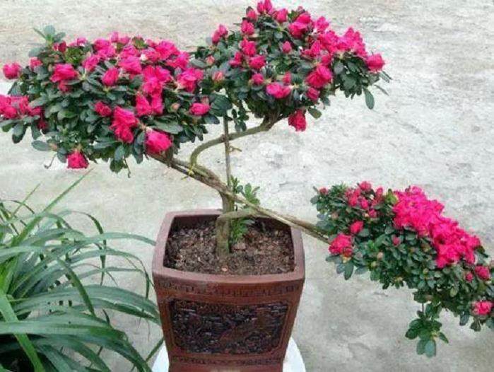 养花不用常换土 只需加点这3种废渣 旧土变新土