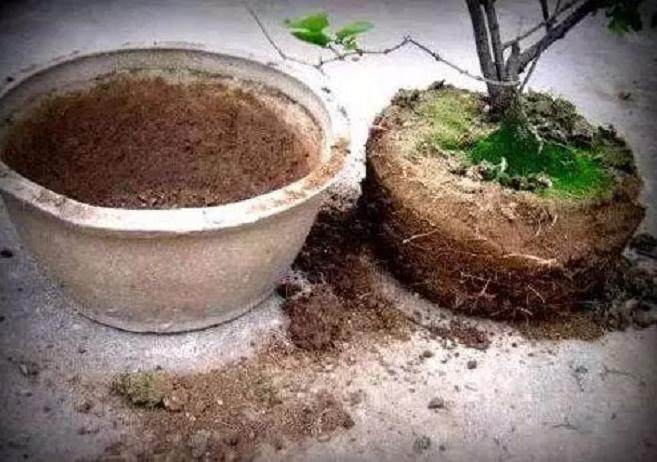 养花不用常换土 只需加点这3种废渣 旧土变新土