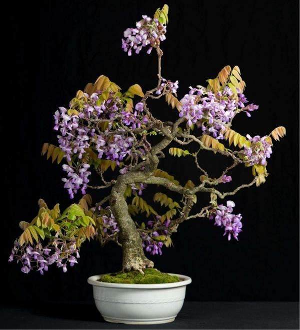 高大的盆景换土成问题?这些省力小方法你知道吗?