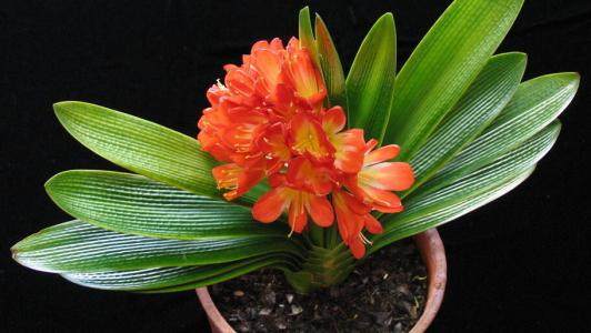 君子兰在秋季的换土工作