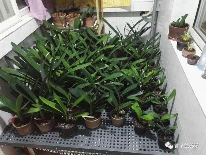 过完八月十五就可以进入君子兰的换土季了