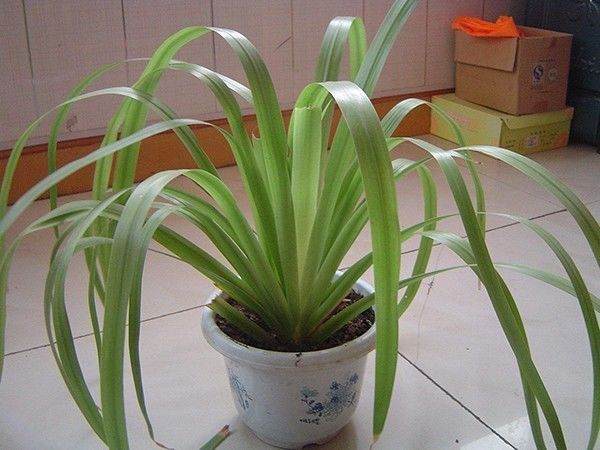 养花秋季换土小知识 是枝繁叶茂还是瘦弱萎蔫?