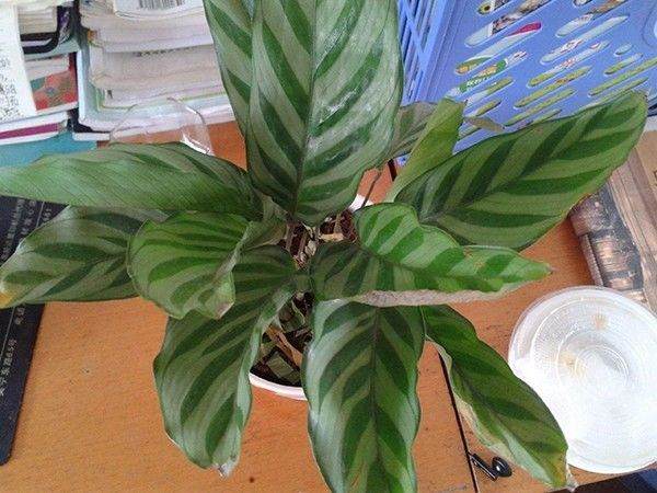 养花秋季换土小知识 是枝繁叶茂还是瘦弱萎蔫?