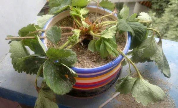 土壤板结千万别浇水 这样只会让花死得更快!