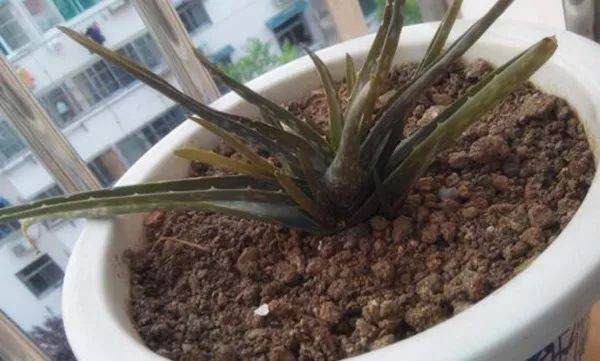 土壤板结千万别浇水 这样只会让花死得更快!