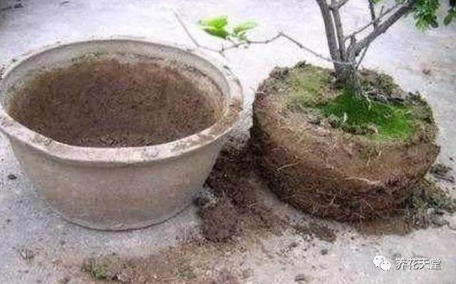 别在给盆栽浇牛奶 小心换盆换土都救不活