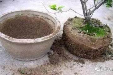 别在给盆栽浇牛奶 小心换盆换土都救不活