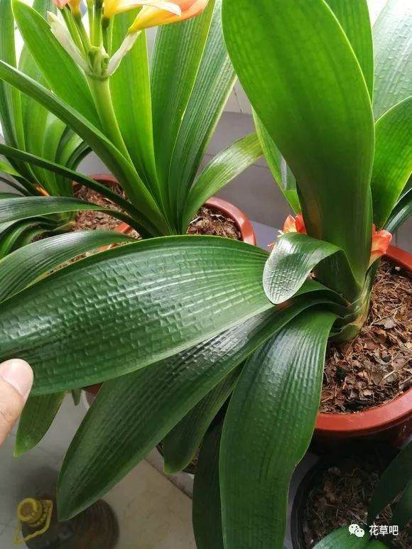 春天给君子兰倒盆换土 记住这招 保证开花比苹果还大