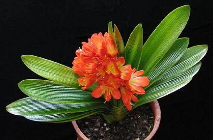 君子兰什么时候换土好 君子兰如何换土