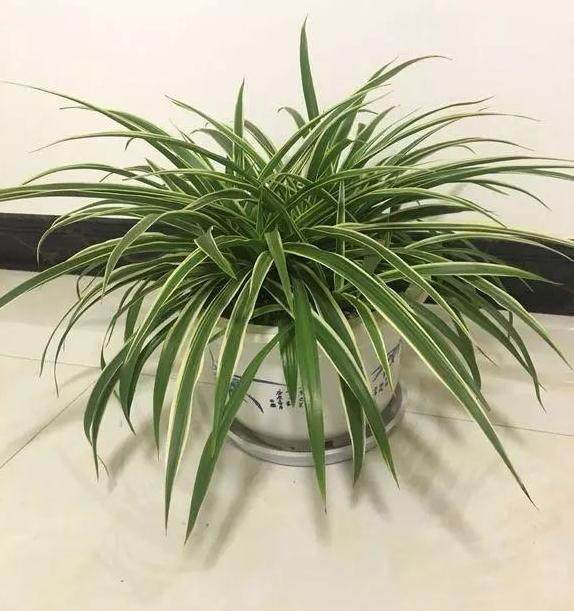 要想吊兰长的更好 就需要每年换土换盆