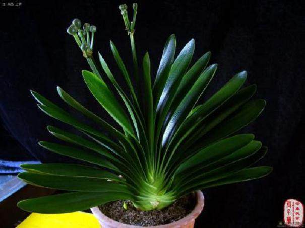 关于君子兰换土的4点建议