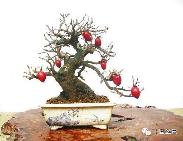 老鸦柿盆景换土换盆作业
